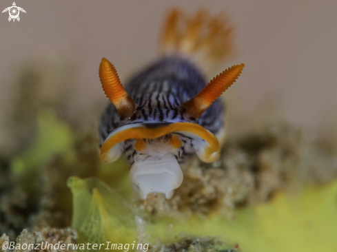 A Chromodoris burni