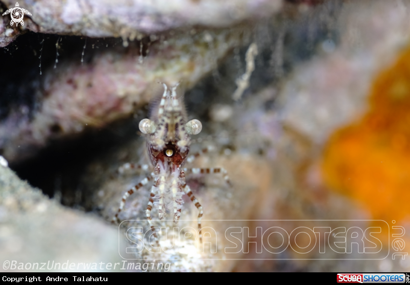 A Marbled shrimp