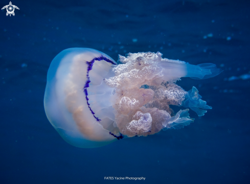 A Rhizostoma pulmo / octopus | (Macri, 1778) / (Linnaeus, 1758) | RHIZOSTOME