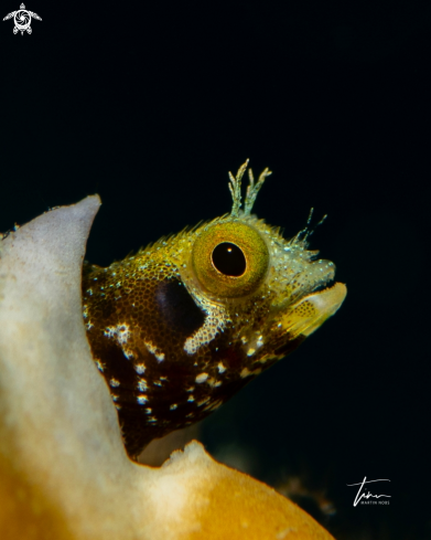 A Tubeworm Blennie