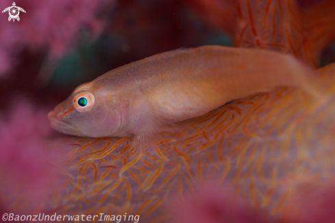 A Pleurosicya boldinghi | Ghost Goby