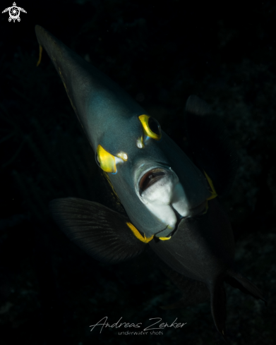 A Pomacanthus arcuatus | Gray Angelfish