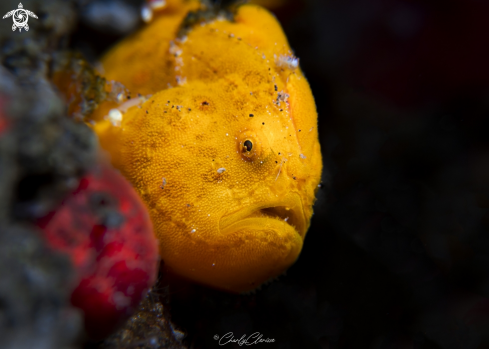 A Painted Frogfish