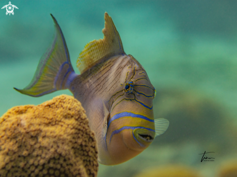 A Queen Triggerfish