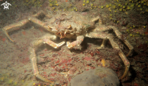 A Capra di Mares