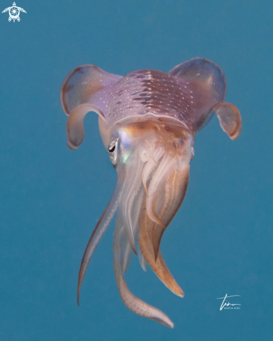 A Caribbean Reef Squid