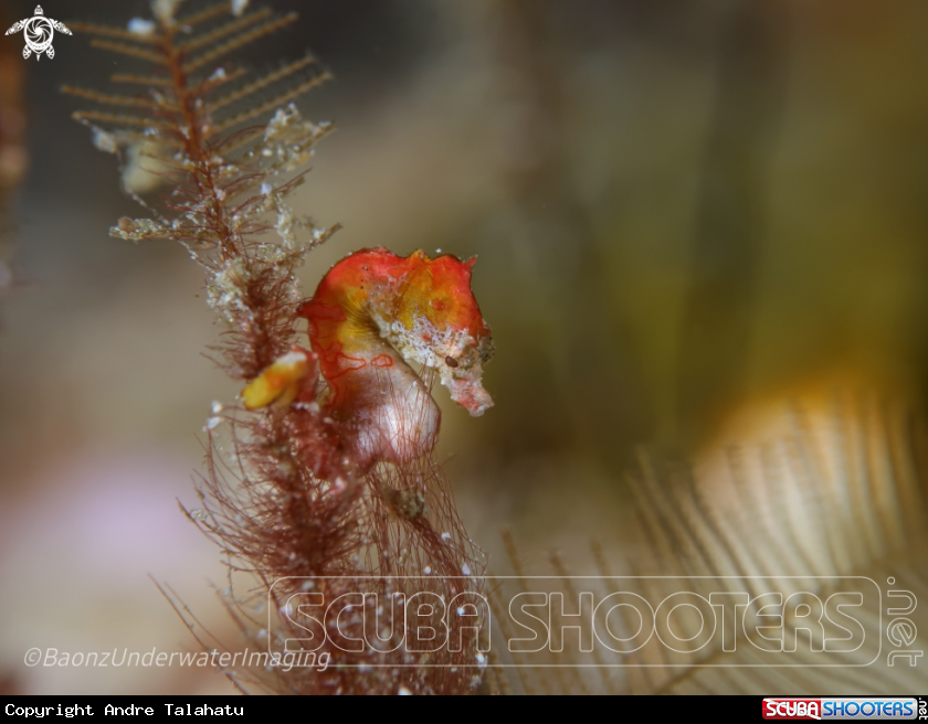 A Pigmy seahorse pontohi