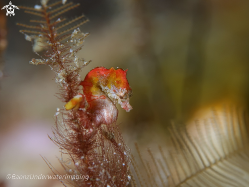 A Pigmy seahorse pontohi