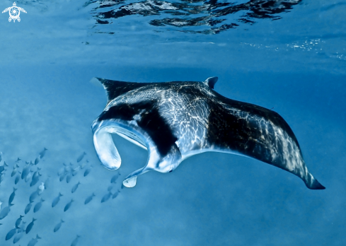 A Mobula alfredi | Reef Manta