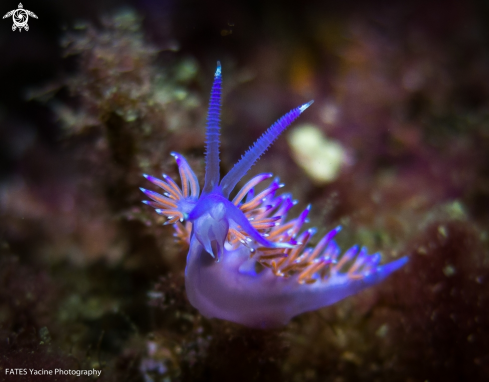 A Flabellina affinis