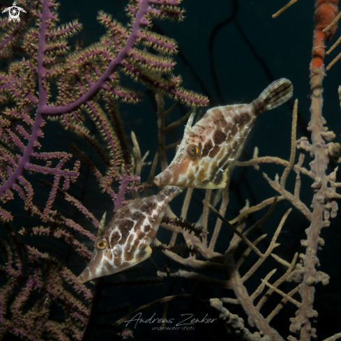 A Monacanthus tuckeri | Slender filefish
