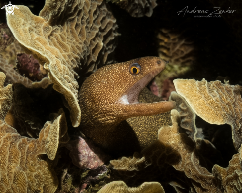 A Goldentail Moray Eel