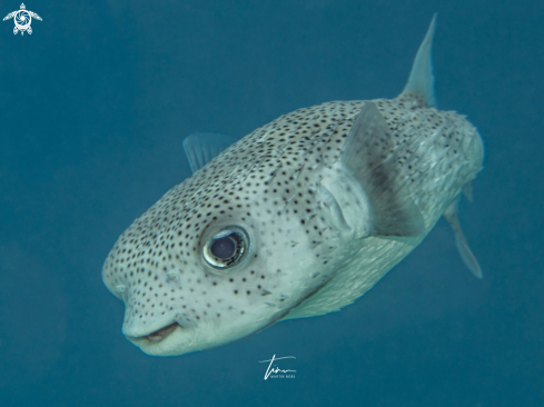 A Diodon hystrix | Porcupinefish