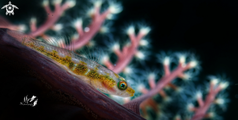 A Whip coral Gobyfish 