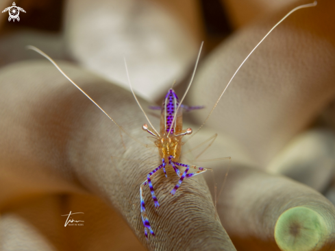 A Ancylomenes pedersoni | Pederson's Cleaner Shrimp