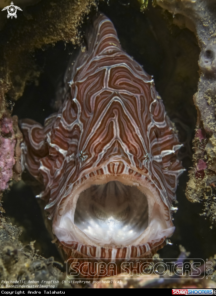 A Ambon Psychedelic frogfish 