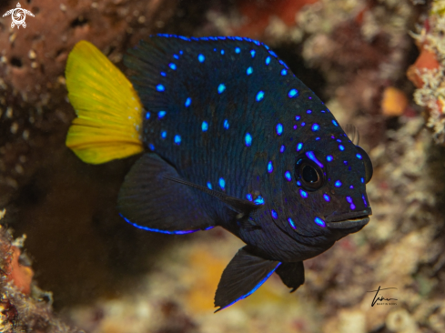 A Microspathodon chrysurus | Yellowtail Damselfish