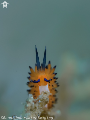 A facelina Sp | Nudibranch