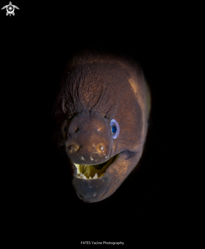 A moray eel