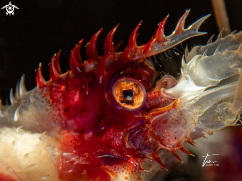 A Banded Coral Shrimp