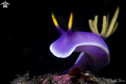 A Hypselodoris apolegma