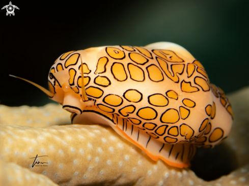 A Cyphoma gibbosum | Flamingo tongue