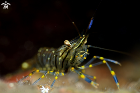 A Palaemon elegans | Prawn