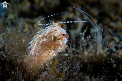 A Sakuraeolis cf. nungunoides | NUDIBRANCH