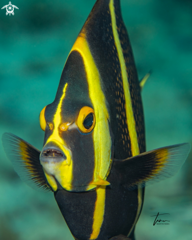 A Pomacanthus paru | French Angelfish