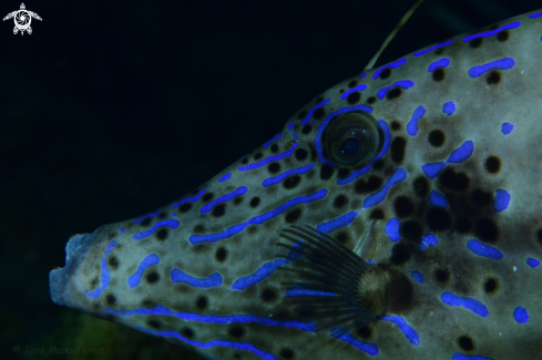 A Aluterus scriptus | Scribbled Leatherjacket Filefish