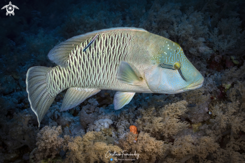 A Humphead Wrasse 