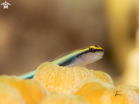 The Sharknose Goby