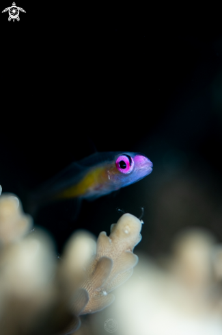 A Pink Eye Goby