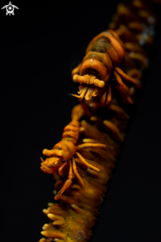 A Whip Coral Shrimps