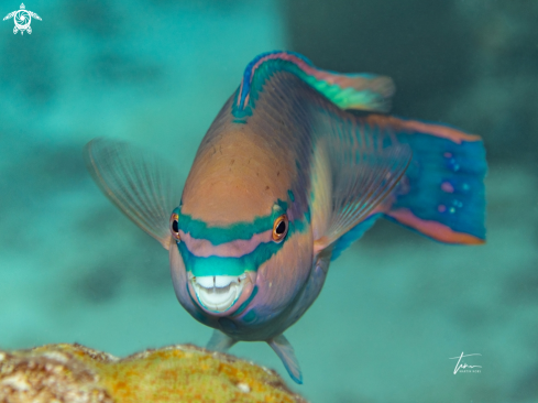 A Princess Parrotfish