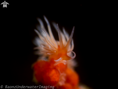 A Nudibranch