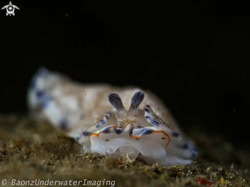 A Dermatobrancus caeruleomaculatus  | Nudibranch