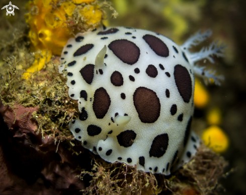 A DORIS DALMATIEN