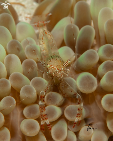 A Periclimenes rathbunae | Sun Coral Shrimp