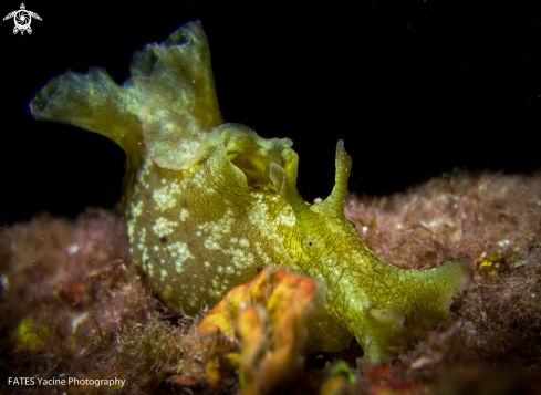 A Aplysia fasciata | (Poiret, 1789) | APLYSIE FASCIÉE