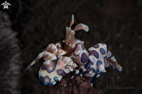 The Harlequin shrimp (Hymenocera picta) 