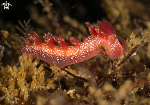 A Flabellina telja nudibranch | Pink telja nudibranch
