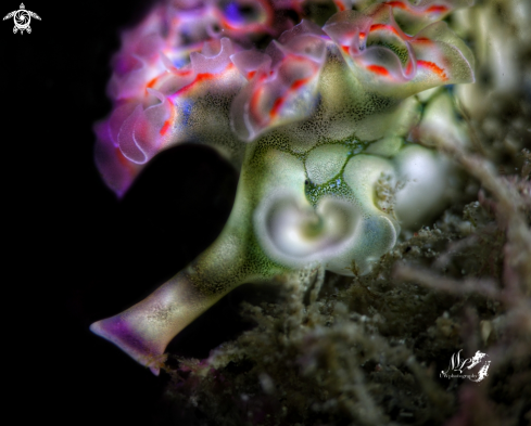 A Lettuce sea slug 