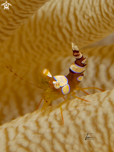 A Thor amboinensis | Squat shrimp