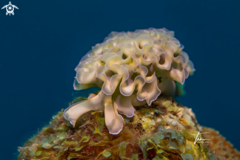 A Lettuce Seaslug