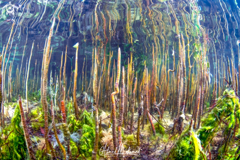 A Mangrove Roots