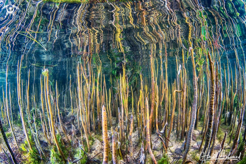 A Mangrove Roots