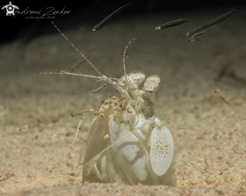 A Spearing mantis shrimp