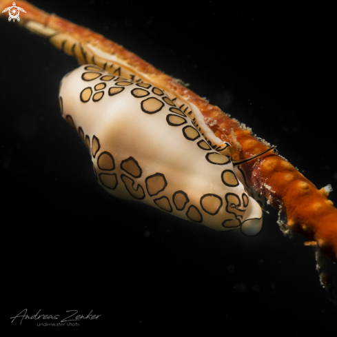 A Cyphoma gibbosum | Flamingo tongue