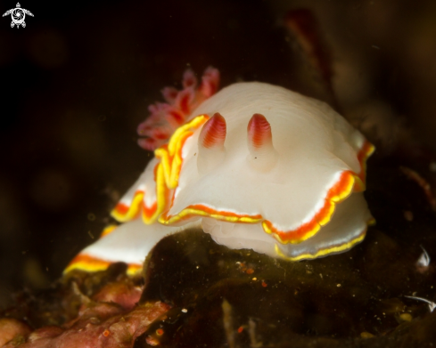 A Doriprismatica sedna nudibranch | Diosa de puntas rojas